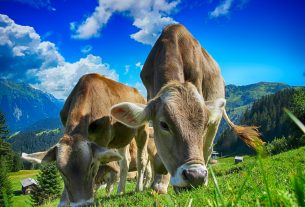 Dlaczego warto zatrudnić doradcę żywieniowego bydła?