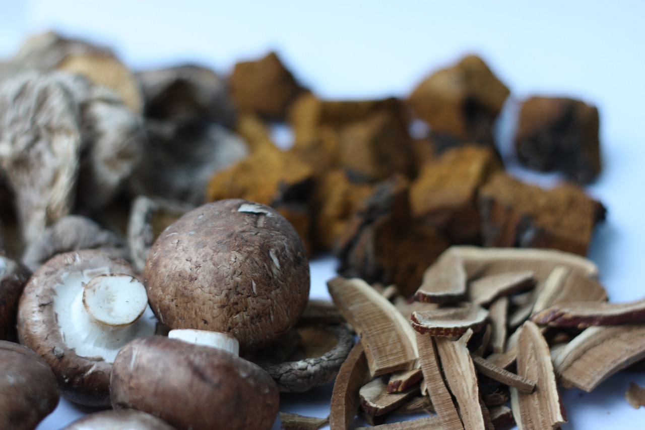 Funkcje lecznicze grzybów - jakie warto wybrać?